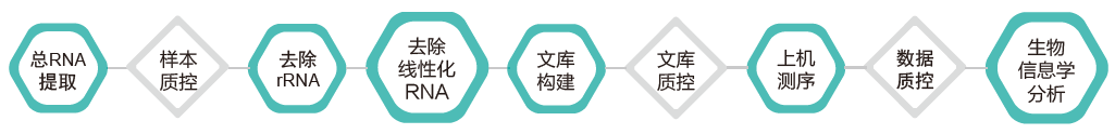 环状RNA（circRNA）测序-技术路线-OKPay钱包基因