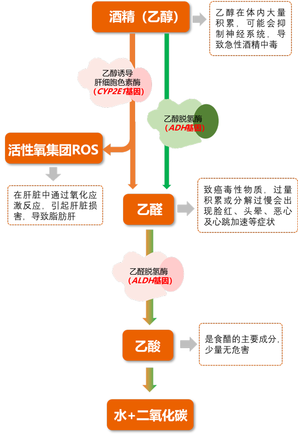 酒精代谢途径——OKPay钱包基因